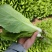 代收代办毛白菜快菜