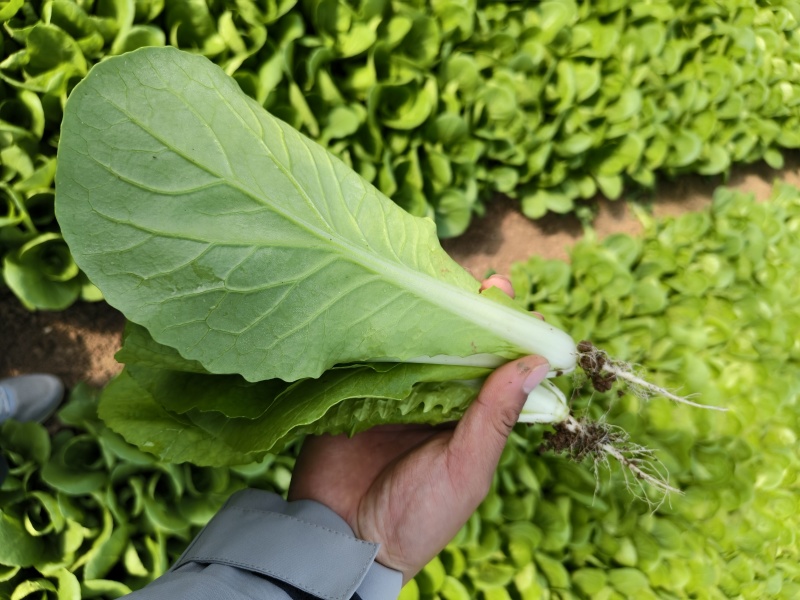 代收代办毛白菜快菜