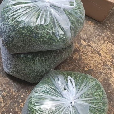 木姜子，新鲜山苍籽山胡椒，山林间的珍宝，以独特的清香与辛