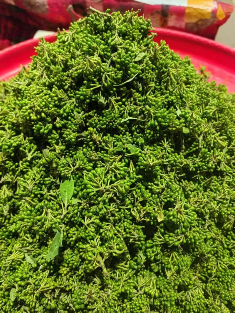 木姜子，新鲜山苍籽山胡椒，山林间的珍宝，以独特的清香与辛