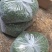 木姜子，新鲜山苍籽山胡椒，山林间的珍宝，以独特的清香与辛