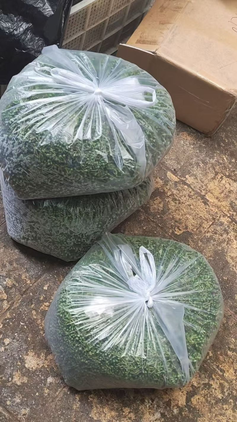 木姜子，新鲜山苍籽山胡椒，山林间的珍宝，以独特的清香与辛