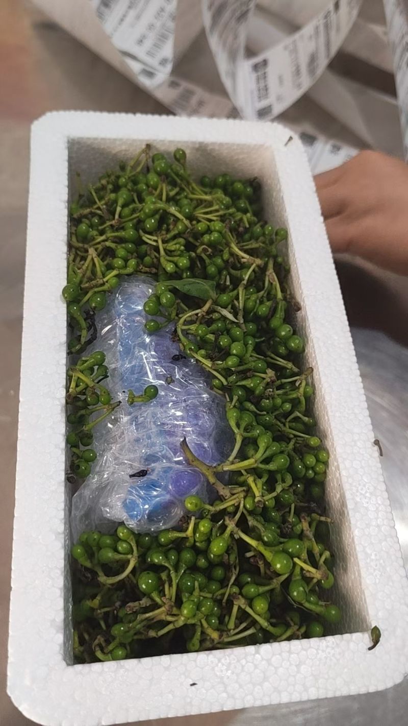 木姜子，新鲜山苍籽山胡椒，山林间的珍宝，以独特的清香与辛