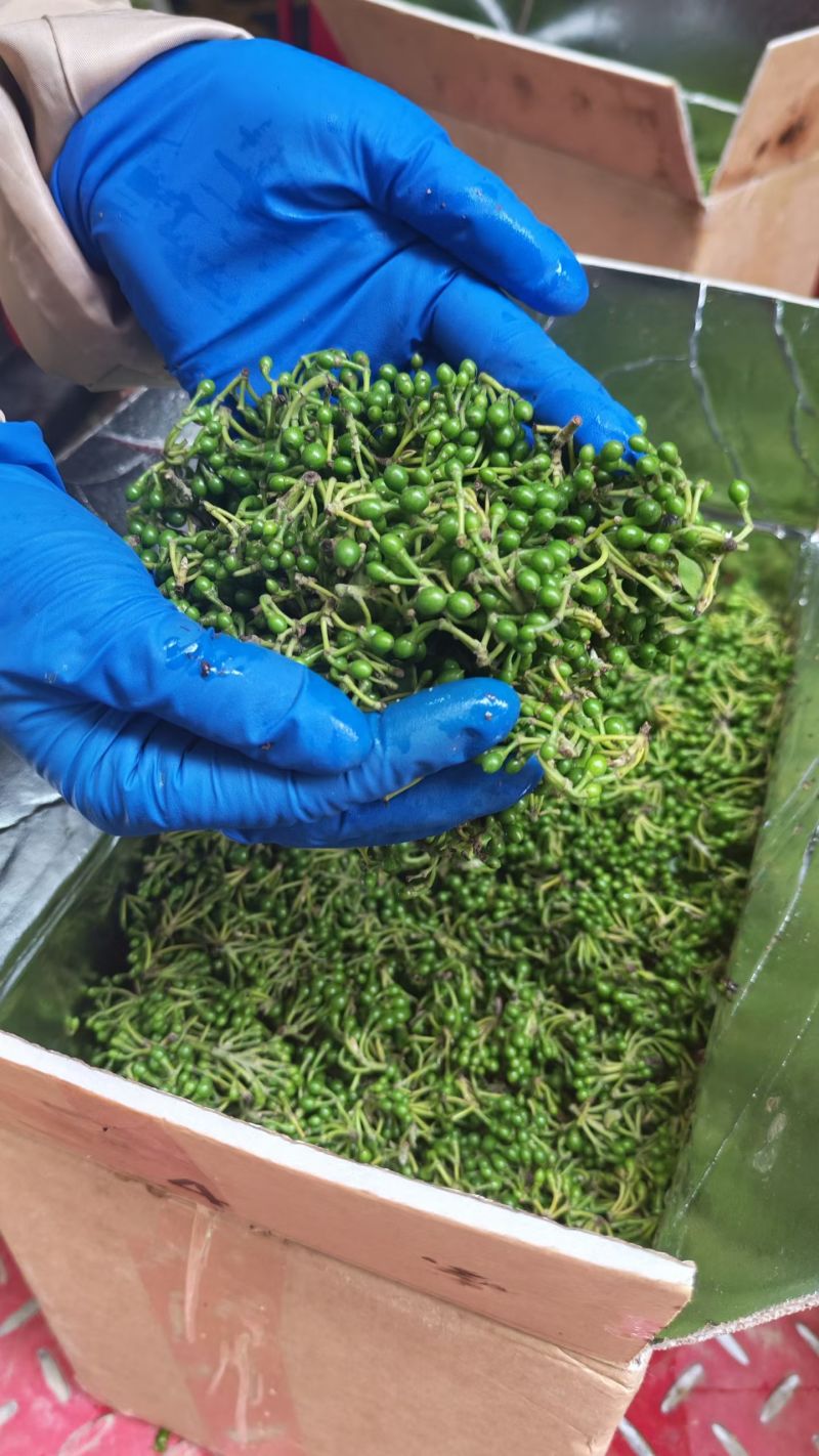 木姜子，新鲜山苍籽山胡椒，山林间的珍宝，以独特的清香与辛