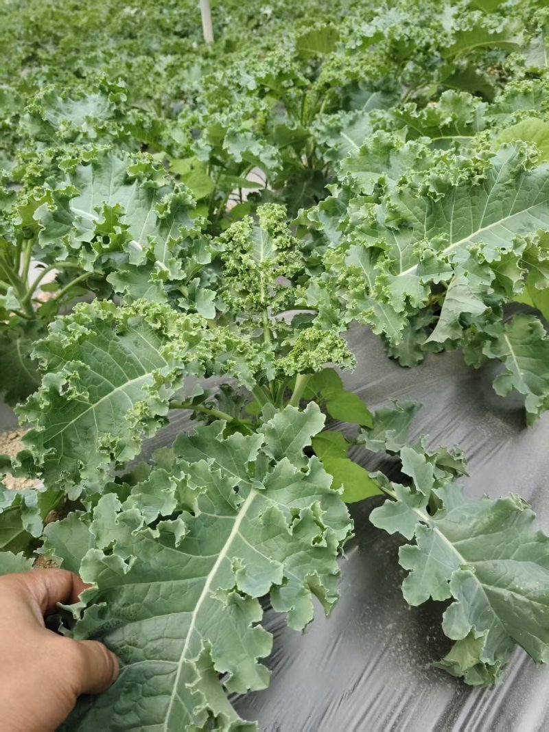 羽衣甘蓝鲜叶大批量出货