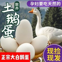 新鲜鹅蛋散养小白鹅农家初生孕妇宝宝喂养现发草窝批发整箱