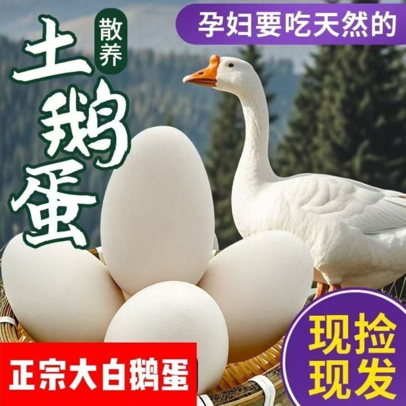新鲜鹅蛋散养小白鹅农家初生孕妇宝宝喂养现发草窝批发整箱