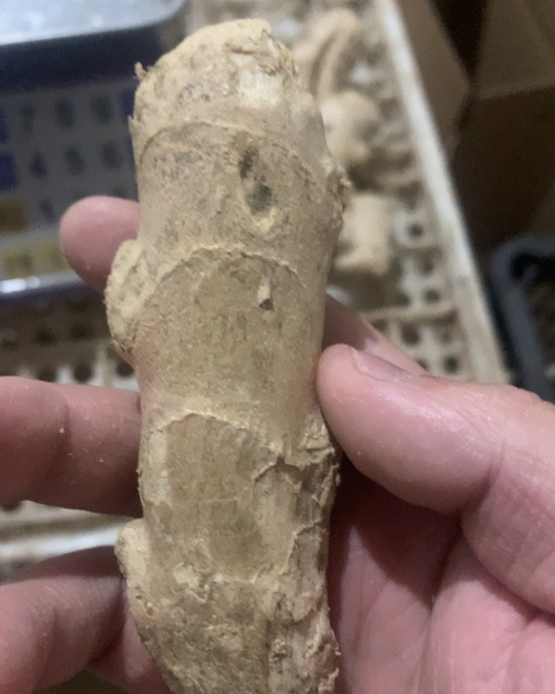 电商姜巴可以一件代发需要联系价格可聊