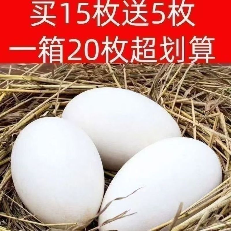 新鲜鹅蛋散养小白鹅农家初生孕妇宝宝喂养现发草窝批发整箱