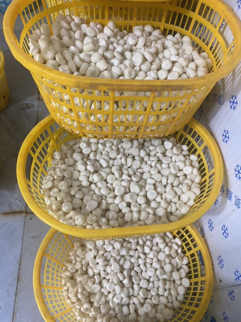 现削去皮马蹄荸荠，无泡水.商超品质.精工去皮