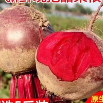 大量供应甜菜头甜菜根