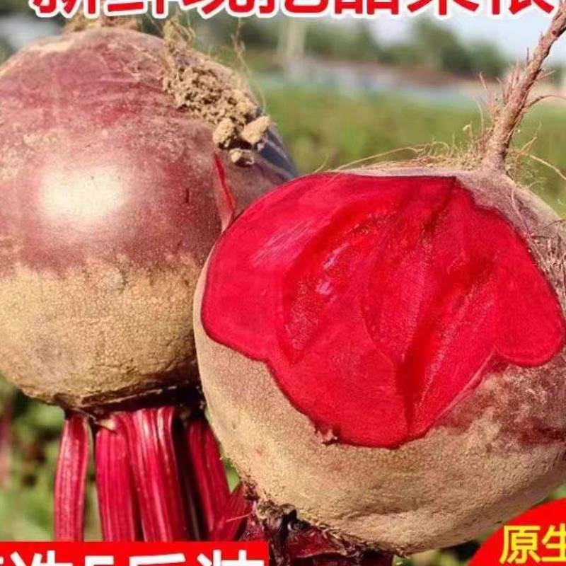 大量供应甜菜头甜菜根