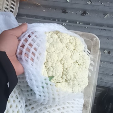 陕西有机花菜现采摘发奶白无伤欢迎老板来基地考察订