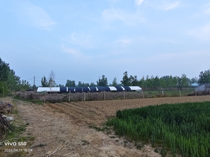 养鹅场地出租，还有两个鱼池养殖种植都可以有需要的联系