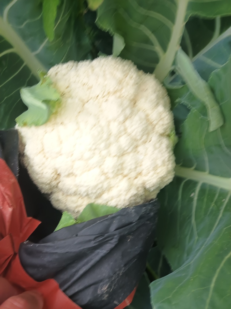陕西有机花菜现采摘发奶白无伤欢迎老板来基地考察订