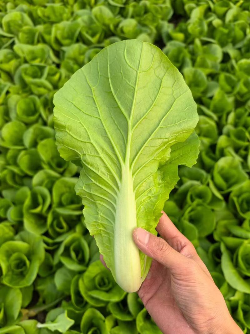 黑叶白青菜/产区直发/货源充足/大量现货/新鲜直发