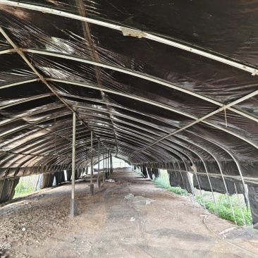养鹅场地出租，还有两个鱼池养殖种植都可以有需要的联系