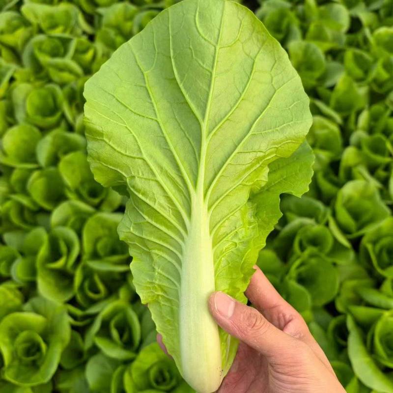 黑叶白青菜/产区直发/货源充足/大量现货/新鲜直发