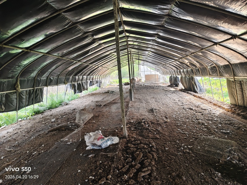 养鹅场地出租，还有两个鱼池养殖种植都可以有需要的联系