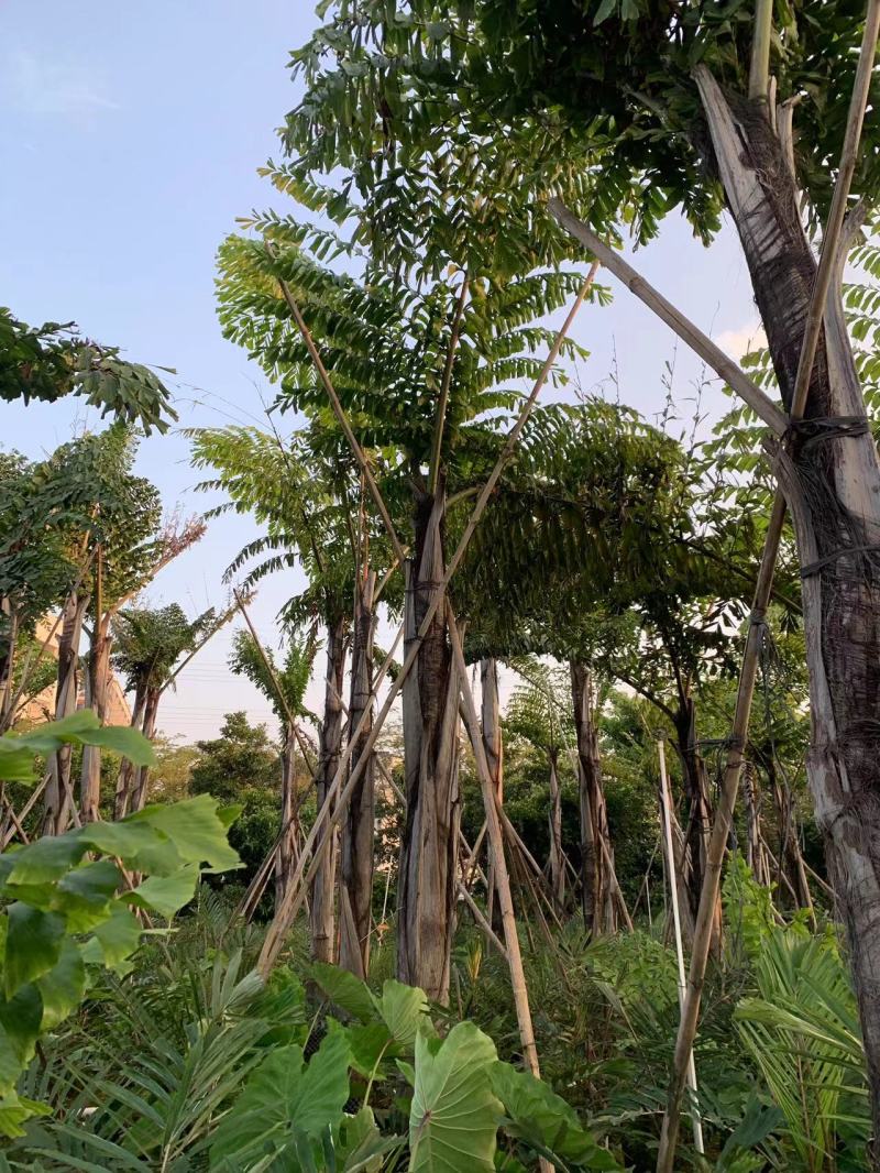 2604花场供应董棕假植苗大型棕榈树