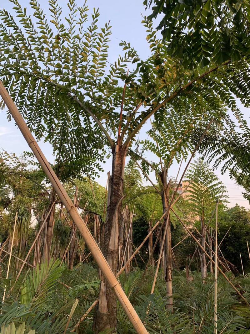 2604花场供应董棕假植苗大型棕榈树