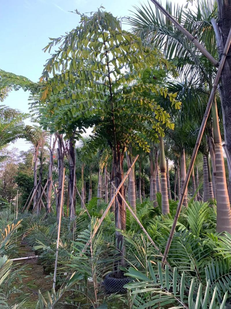 2604花场供应董棕假植苗大型棕榈树
