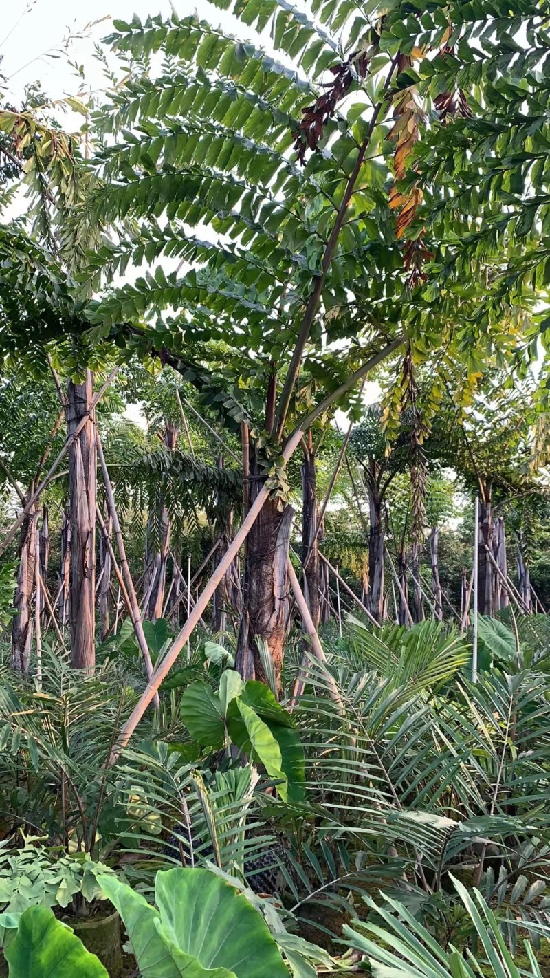 2604花场供应董棕假植苗大型棕榈树