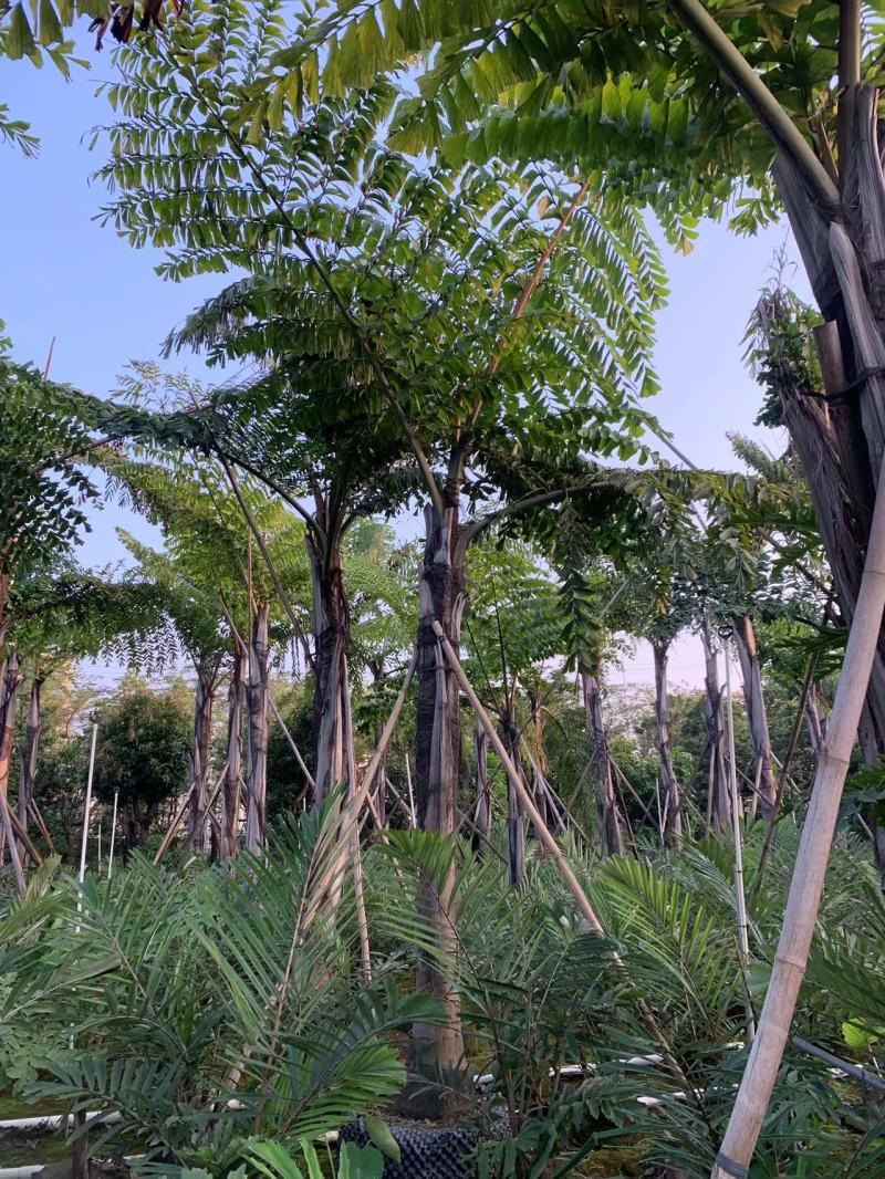 2604花场供应董棕假植苗大型棕榈树