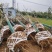 8-18公分的栾树杆直大量供应，支持线上保障交易