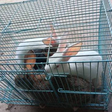 宠兔