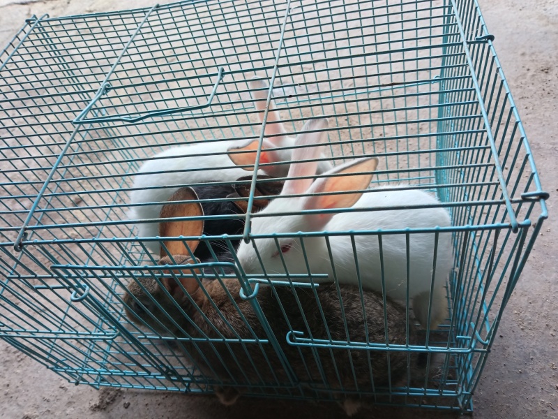 宠兔