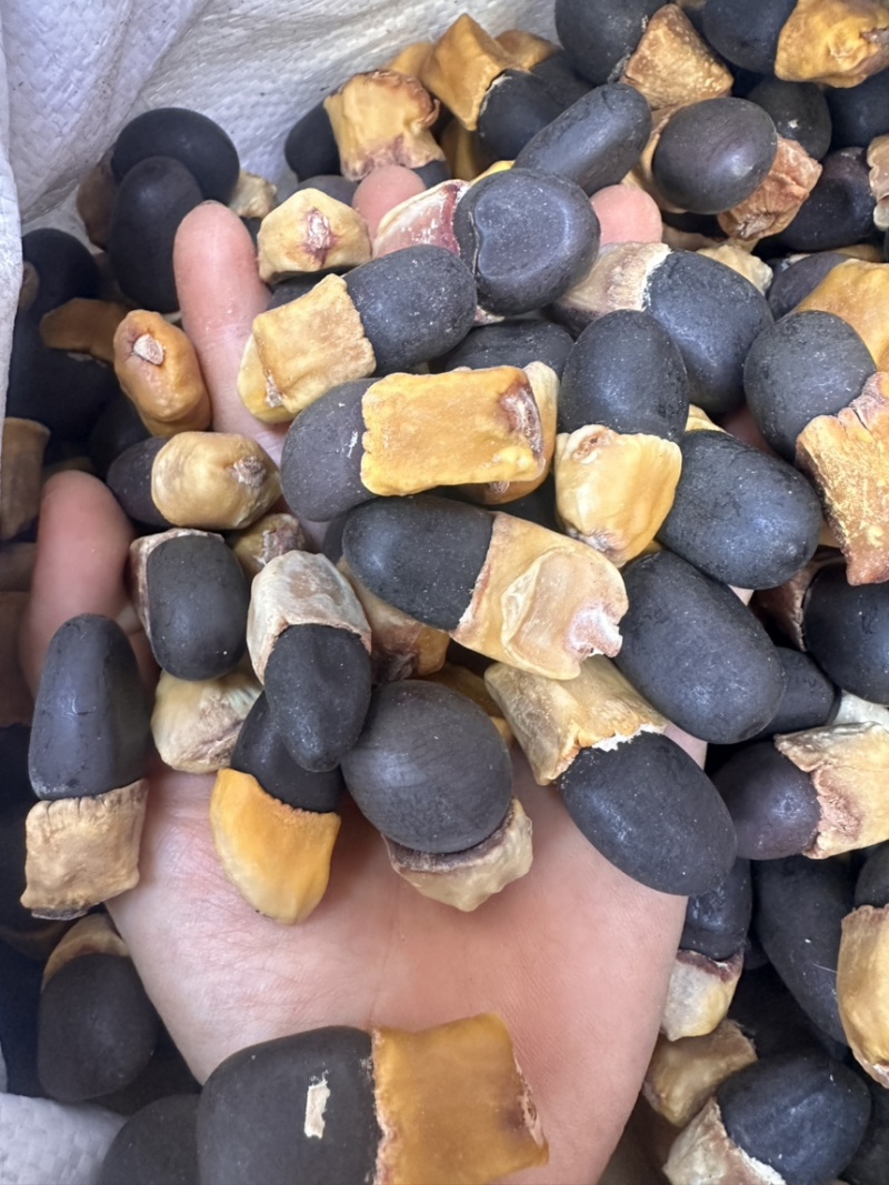 马牙果