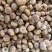 刺梨冻干刺梨果