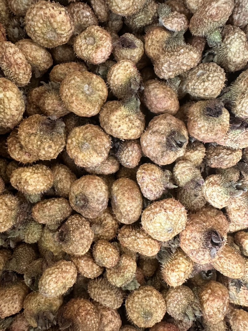 刺梨冻干刺梨果