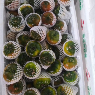 草莓西红柿，内蒙赤峰产区，昼夜温差大，口感好