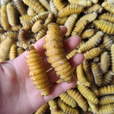 蚕，大蚕，大黄蚕，熟蚕