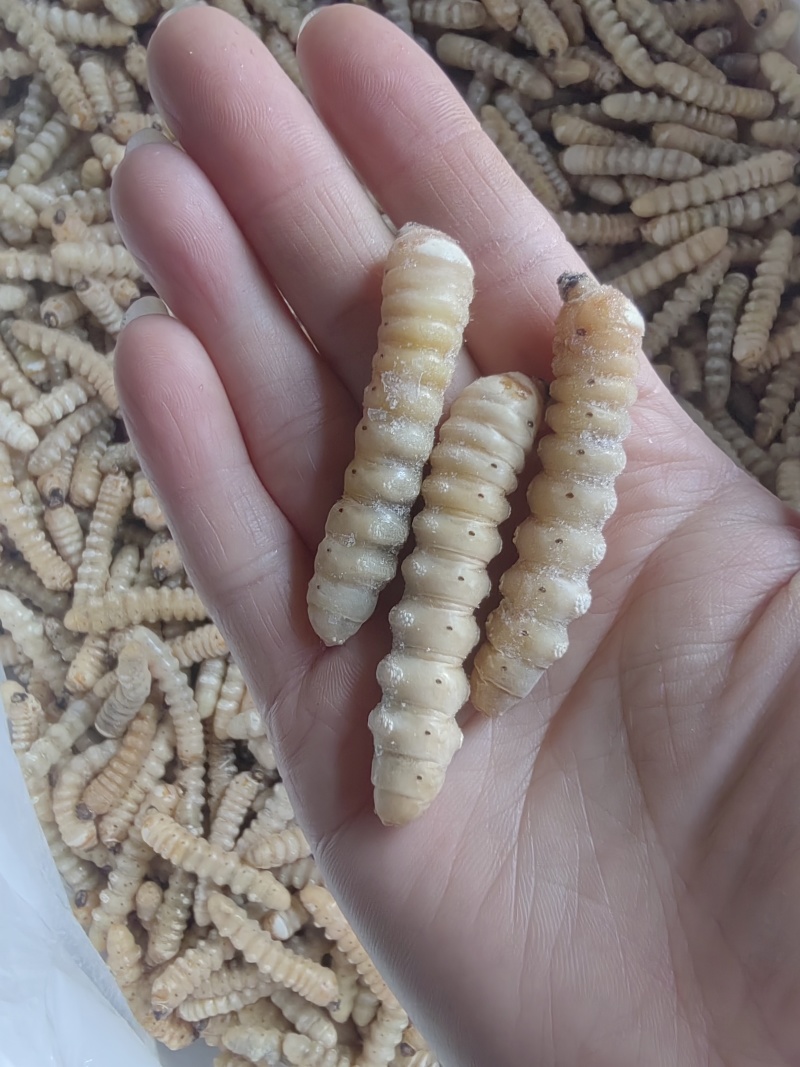 哈虫，小哈虫。木虫