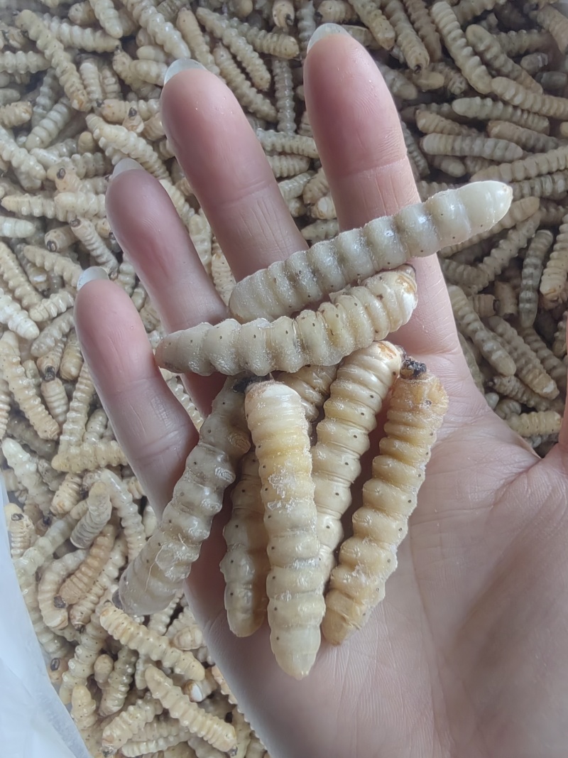 哈虫，小哈虫。木虫