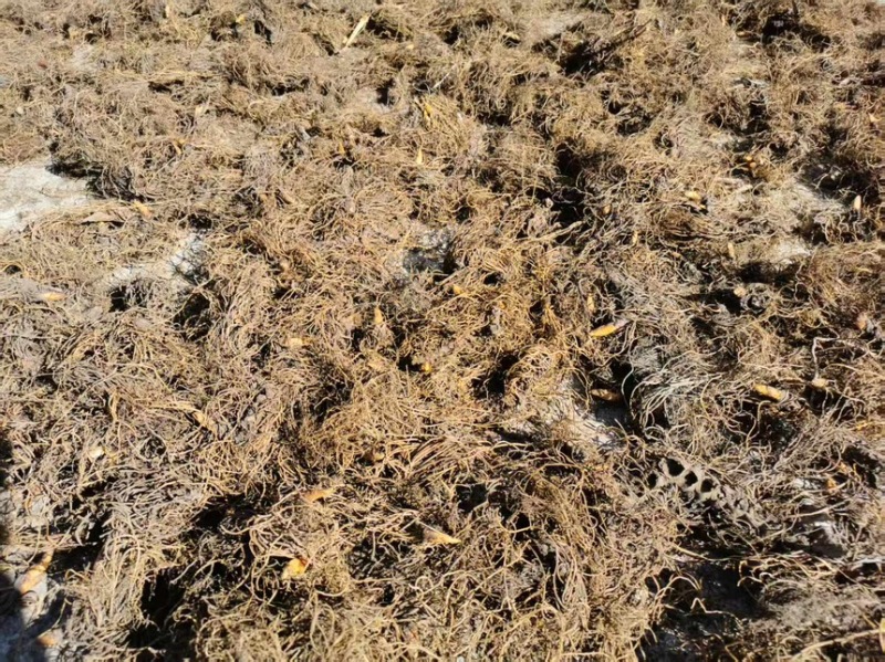 八角莲统货30吨，可寄样检测