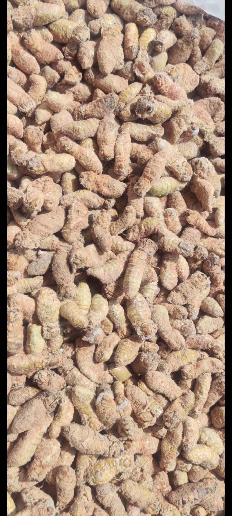 母蚕蛾，满籽母蚕蛾