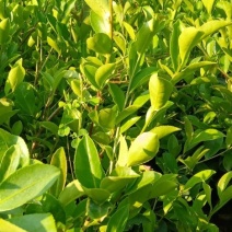 油茶树苗