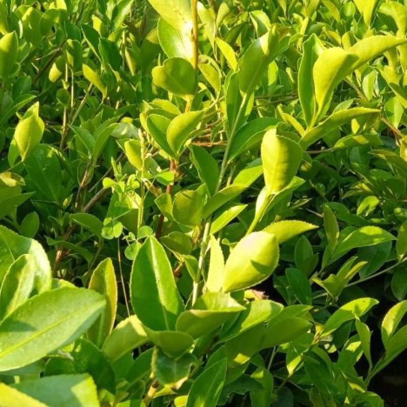 油茶树苗