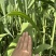新鲜粽叶产地直供宽叶无破洞包粽子专用
