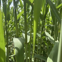 新鲜粽叶产地直供宽叶无破洞包粽子专用