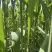 新鲜粽叶产地直供宽叶无破洞包粽子专用