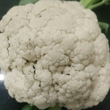 花菜菜花地头