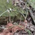 野生土茯苓