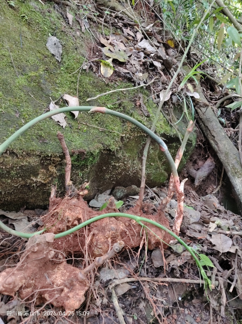 野生土茯苓