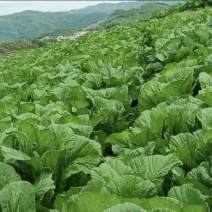 青菜五月青产地直发，量大从优！