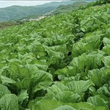 青菜五月青产地直发，量大从优！
